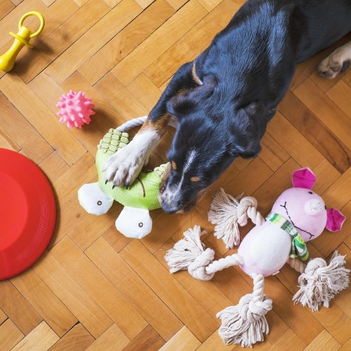 Atoz Market | Smart Home & Lifestyle Essentials 4 Pet Accessories